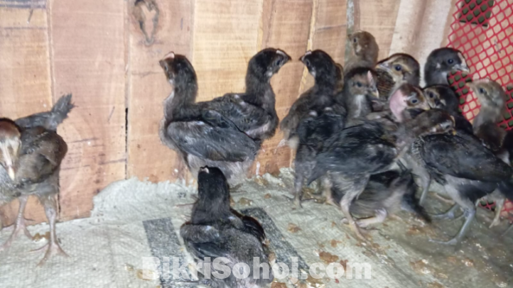 Deshi Murgir Bacca | দেশি মুরগির বাচ্চা । ১ মাস বয়স
